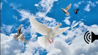 pigeon flying away sound effect  Pigeon Flying video  Pigeon Flying sound [upl. by Bambie242]