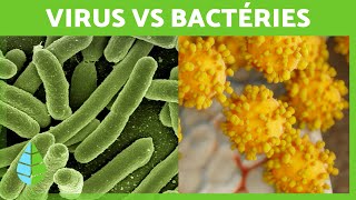 Quelle est la DIFFÉRENCE entre les VIRUS et les BACTÉRIES  🦠 Définitions et Différences [upl. by Blatt]