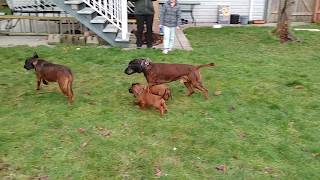 Bavarian Mountain Hounds Puppies in the back yard With Lunna Amon and Bak Bavorsky farbiar [upl. by Campball]