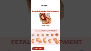 Human embryonic development foetal developmentbabymotivationviral shortsviralmomentviralposts [upl. by Matlick]