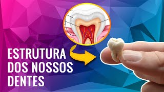 ESTRUTURA DOS NOSSOS DENTES [upl. by Nevet]