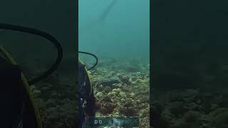 THRESHER SHARKSnaturedocumentary travel underwaterwonders [upl. by Saree603]