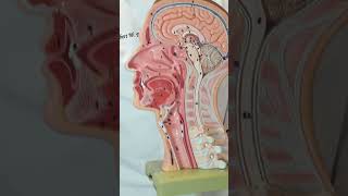 Uses of Botox in Otolaryngology Head and Neck [upl. by Cornel]