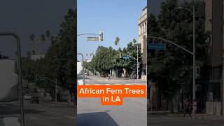 African Fern Trees in LA 🌳🌳 [upl. by Ash857]