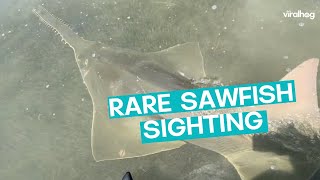 Rare Sawfish Sighted  ViralHog [upl. by Jocelyne]