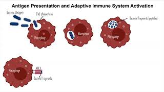 Arabic  Antigen Presentation عملية تقديم الأنتجين وتنشيط الجهاز المناعي المكتسب عربي [upl. by Orms]