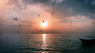 Video sea and birds at the sunrise free 4k  فيديو للمونتاج  بحر وطيور وشروق الشمس بدون حقوق مجاني [upl. by Abibah]