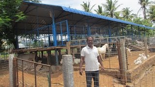 Stall fed and graging type of goat farm Iமேய்ச்சல் மற்றும் பரண் மேல் ஆடு வளர்ப்பு முறை [upl. by Rand457]