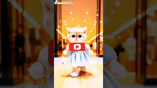 cat reaction cat lover whatsapshortvideo browsefeaturs funny [upl. by Gadmon]