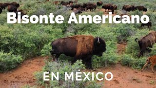 BISONTE AMERICANO EN MÉXICO [upl. by Jessika]