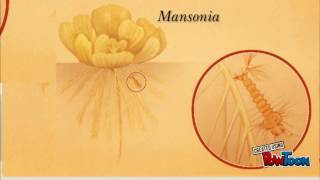 Life cycle of mosquito Mansonia [upl. by Papp]