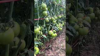 How to care tomato farming for high yield  Tomato 🍅 farming secrets shorts [upl. by Chuah662]