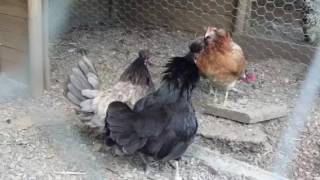 Pelea de gallinas [upl. by Refinnej]