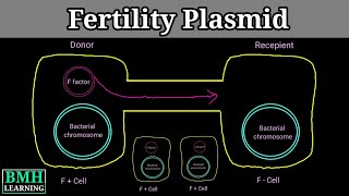 F Plasmid  Conjugative Plasmid  F Factor  Hfr  F F Prime [upl. by Trude]