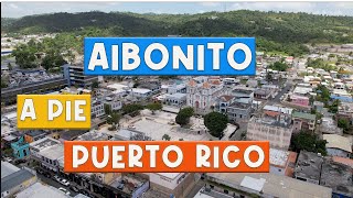 CALOR CAFE Y FLORES EN AIBONITO A Pie 4K [upl. by Lomasi710]