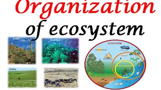 Ecosystem organization [upl. by Ahsratan]