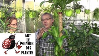 Tuto jardinagedracaena massangeanaComment faire lentretien larrosageplante verte dintérieur [upl. by Hterag]