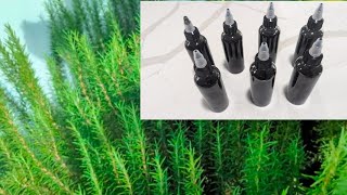 Homemade hair growth oil with Rosemary Moringa Cloves castor and other oils [upl. by Ellenyl]