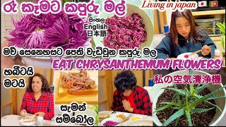 කපුරු මල් කෑවා රෑ කෑමට🇱🇰🇯🇵Eat chrysanthemum flowers🇯🇵Life in japan🇯🇵🇱🇰この方法で菊の色綺麗にjapanvlogfood [upl. by Pettiford532]