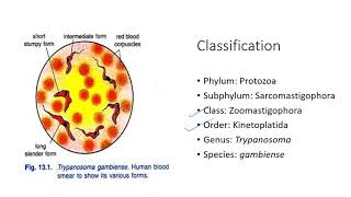 Trypanosoma morphology discovery polymorphism lifecycle pathogenicity treatment prevention [upl. by Ecineg357]