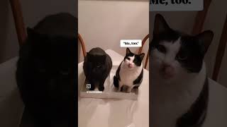 Biggs and Tiny enjoying a meal together funnycatvideos funnycats cutecats cat [upl. by Swart922]