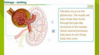 Urinary System In Human Beings [upl. by Yenruoj]