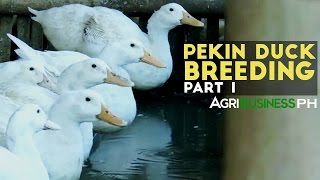 Pekin Duck Breeding Part 1  Pekin Duck Breeding in the Philippines  Agribusiness Philippines [upl. by Intihw]