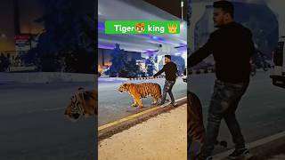 Tiger 🐯 king 👑 shorts funny [upl. by Ellevel865]