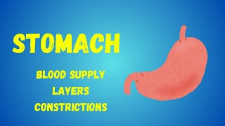 Stomach Model  Blood Supply  Muscular Layers  Constrictions  Histological Features [upl. by Loretta]