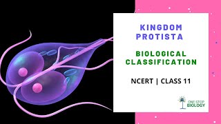 Biological Classification  Kingdom Protista  NCERT  Class 11  Chapter 2  Biology [upl. by Rahel995]