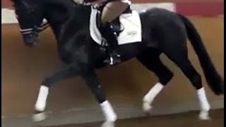 wwwsporthorsesonlinecom 2011 Hanoverian Dressage stallion SOLD [upl. by Pedroza]