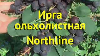 Ирга обыкновенная Норчлине Краткий обзор описание характеристик amelanchier alnifolia Northline [upl. by Etac561]