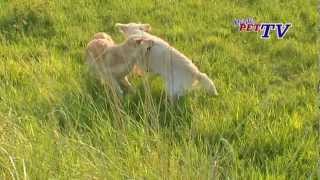 Golden Retriever Informationen zur Rasse [upl. by Quiteri]