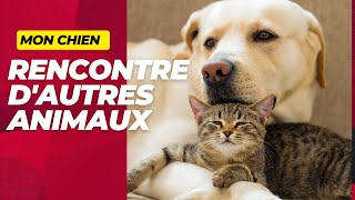 quotMon chien rencontre dautres animaux pour la première foisquot [upl. by Eiznil]