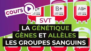 La génétique  Gènes et allèles lexemple des groupes sanguins  SVT  digiSchool [upl. by Ernald]