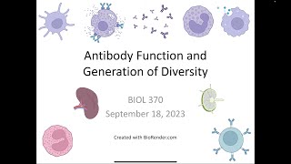 Immunology Fall 2023 Lecture 8 Antibody Structure and Diversity [upl. by Twila]