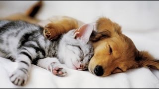 Top 10 Cats and Dogs best friends [upl. by Corel]