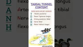 Tarsal tunnel content shorts tarsaltunnel [upl. by Keiko]