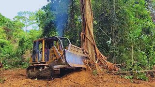 The Most Skilled Dozer Operator Breaks Down a Lot of Huge Trees Easily Using CAT D6R XL Bulldozer [upl. by Grosvenor]