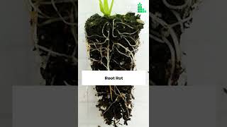 Common seedling diseases  What are seedling diseases [upl. by Eramat]