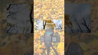 Creating a Shift Panorama of Autumn Leaves photography [upl. by Mirella]