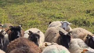 Maeglin Rúmba Sheepdog training 🐏 BarbaraSoprani [upl. by Laktasic]