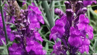 Best plants for pollinators Linaria purpurea the purple toadflax the most beautiful garden weed [upl. by Eimoan]