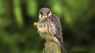 Den TreekHenschoten familielandgoed met karakter verbindt natuur  mei 2016 [upl. by Atteroc]