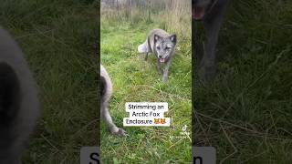 Working in an Arctic fox enclosure gardening gardening satisfying animals peawildlifepark [upl. by Bettye]