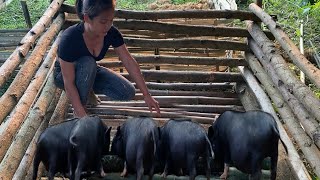 Building wooden pig house with bamboo BUILD LOG CABIN FOR PIG Building farm  Junni [upl. by Siulegroj]