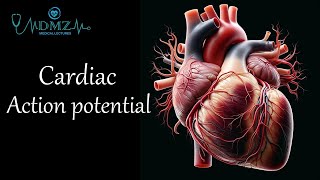 Cardiac Muscle Action Potential Phases Conduction Velocity and Refractory Period Explained [upl. by Sheila]