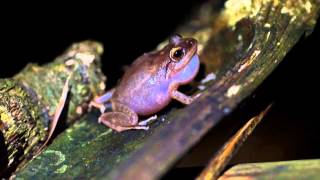 Eleutherodactylus coqui [upl. by Seeto]