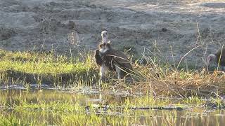 A hooded vulture drinking water in a peaceful Tanzanian setting [upl. by Imray528]