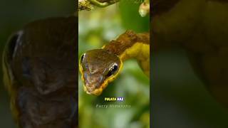 Snake Caterpillar Hemeroplanes triptolemus  shorts by FactyHimanshu [upl. by Asiil]